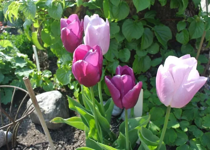 Sofryd Bed and Breakfast Præstø